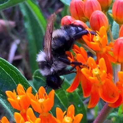 Lemon Cuckoo Bumble Bee
Bombus citrinus